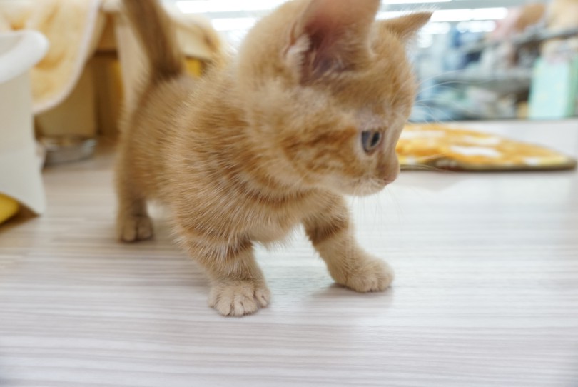 マンチカン 】短足チャトランが超絶可愛い！大倉山流子猫物語