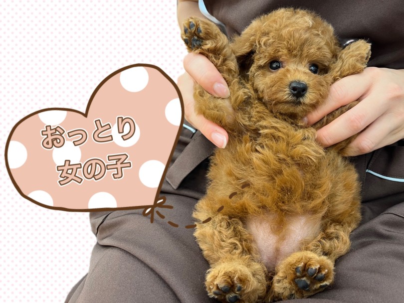 トイプードル 】歩くぬいぐるみ！？おっとりすぎのテディベア