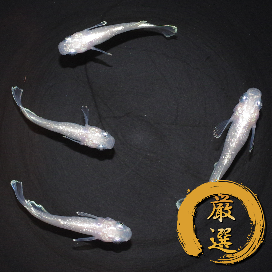 垂水ロングフィン(白) メダカ めだか （Mサイズ） 2ペア / メダカ販売