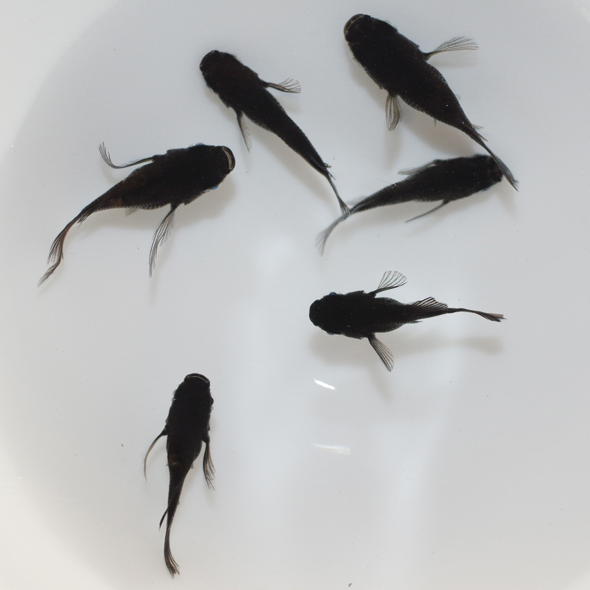 黑天幻龍ダルマ系（2） メダカ めだか （S～Mサイズ） 3ペア / メダカ