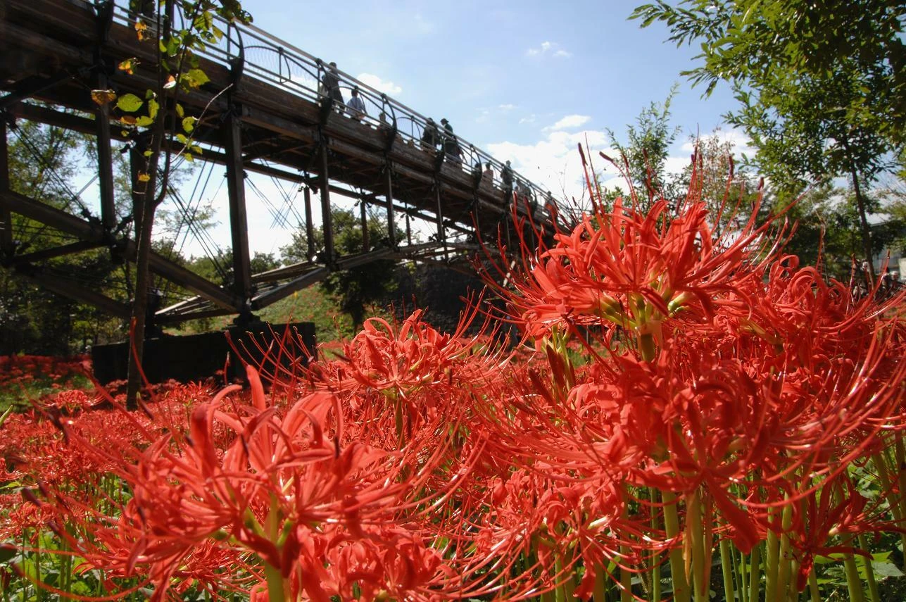 500万本の赤い彼岸花の海が日高市に出現、「巾着田曼珠沙華まつり」開催
