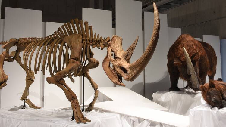 化石ハンター展 ～ゴビ砂漠の恐竜とヒマラヤの超大型獣～