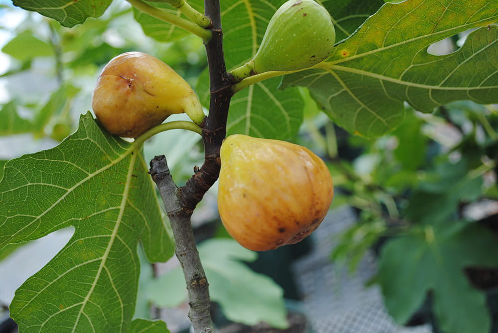 ニッキー品種60種セット！ 本日10時剪定！明日まで！イチジク 穂木