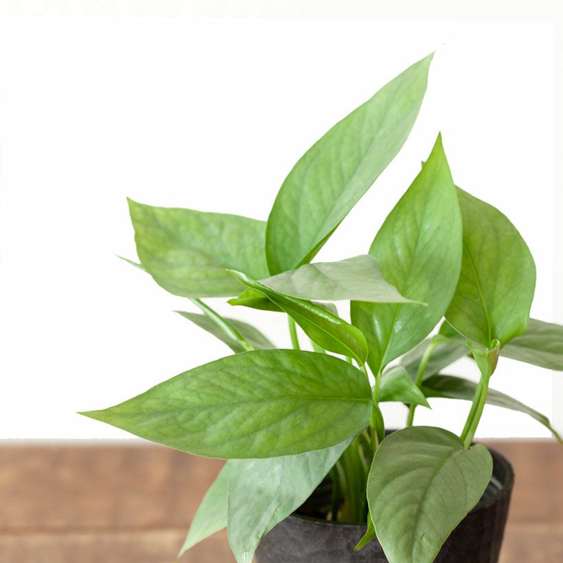 セブブルー｜ポトス同様エピプレナム属のつる性植物e-花屋さん