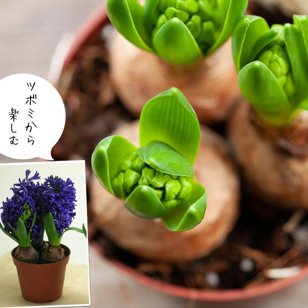 ヒヤシンス2鉢セット（花色はお任せです） | [公式]e-花屋さん