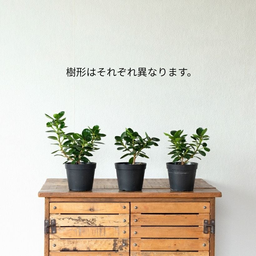 鉢が選べる】パンダガジュマル3.5号サイズ（育て方付き）