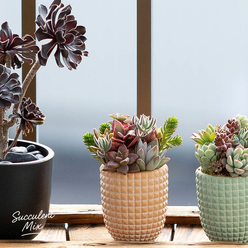 多肉カラフル寄せ植えミニ陶器鉢｜ツキトジやセダムなど8種以上