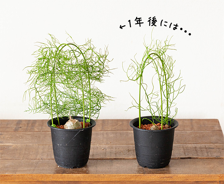 蒼角殿（ソウカクデン） | [公式]e-花屋さん