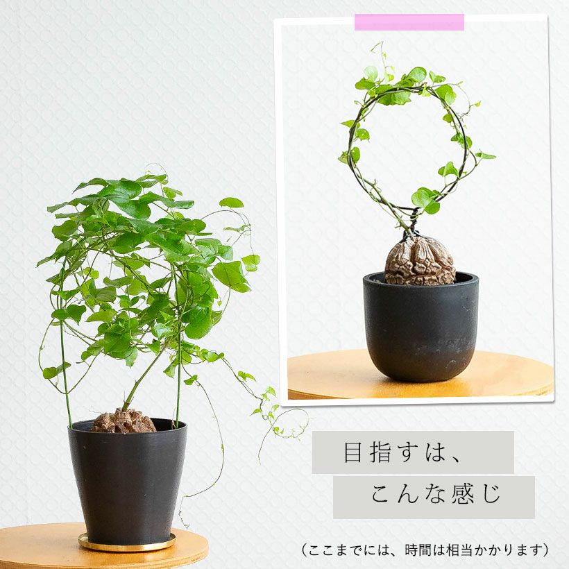 キッコウリュウ（亀甲竜）育て方付き｜e-花屋さん