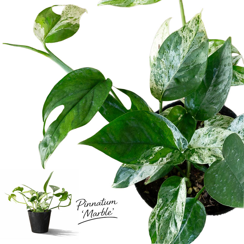 エピプレナム ピナツム マーブル（白斑入りハブカズラ）