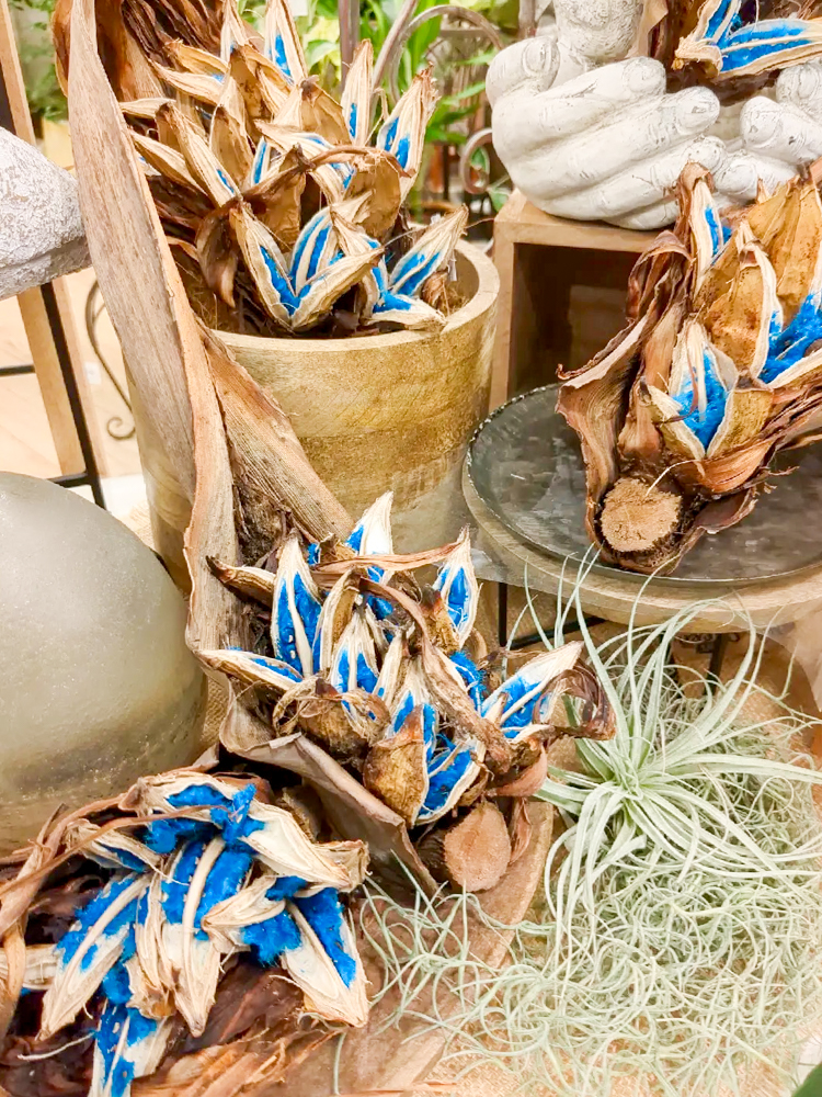 数量限定】タビビトノキの実が入荷しました！〈直営店共通〉 | みどり