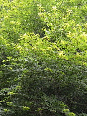 イロハモミジ Acer palmatum ムクロジ科 Sapindaceae カエデ属 三河の