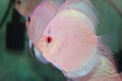 熱帯魚のmishima - ディスカス・フラワーホーンなどの熱帯魚とアクリル