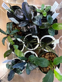 ブセファランドラ入荷！ - 熱帯魚のmishima