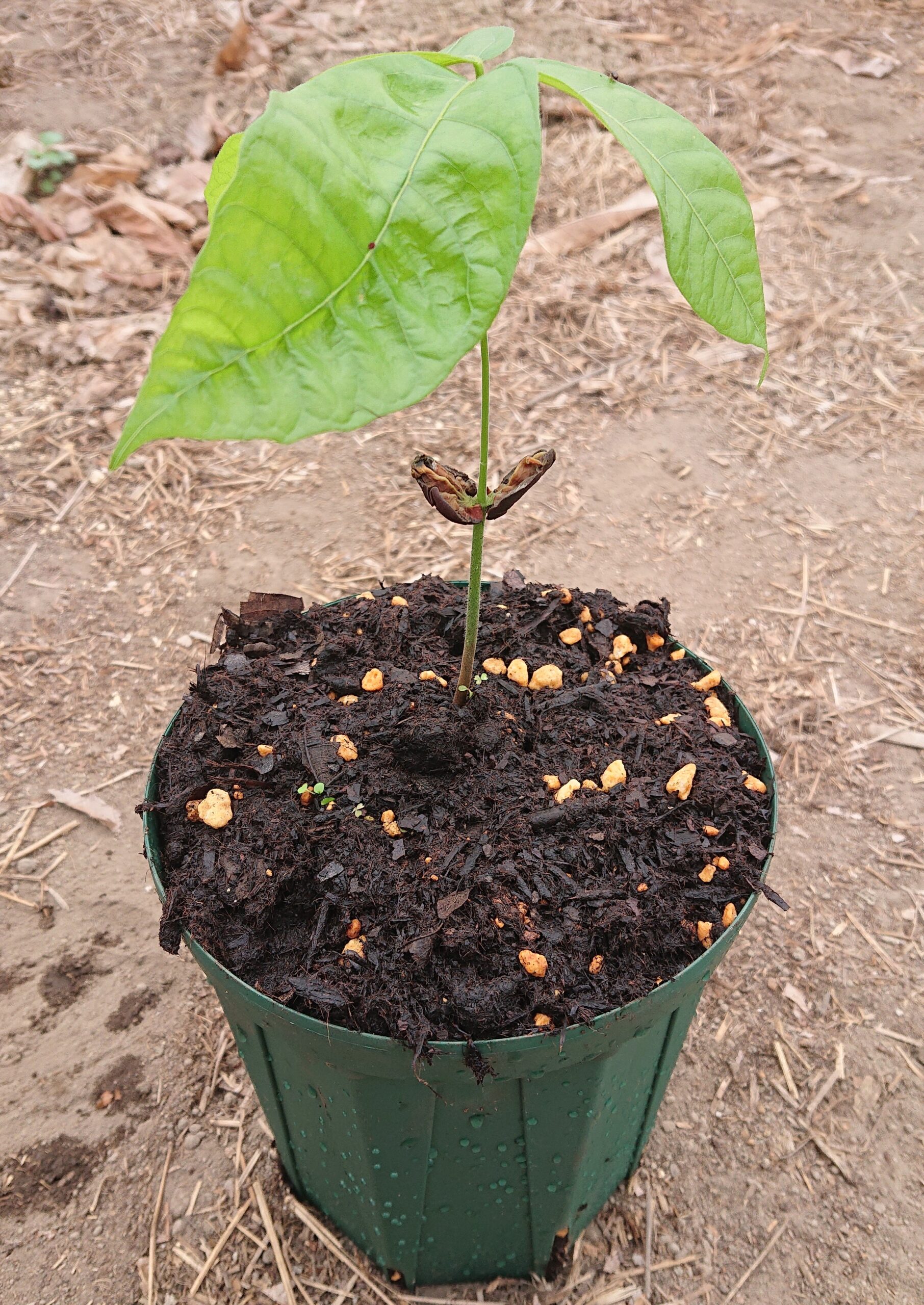 カカオ苗フォラステロ系統(小) ＋管理サービス | 【宮崎カカオ】ONLINE