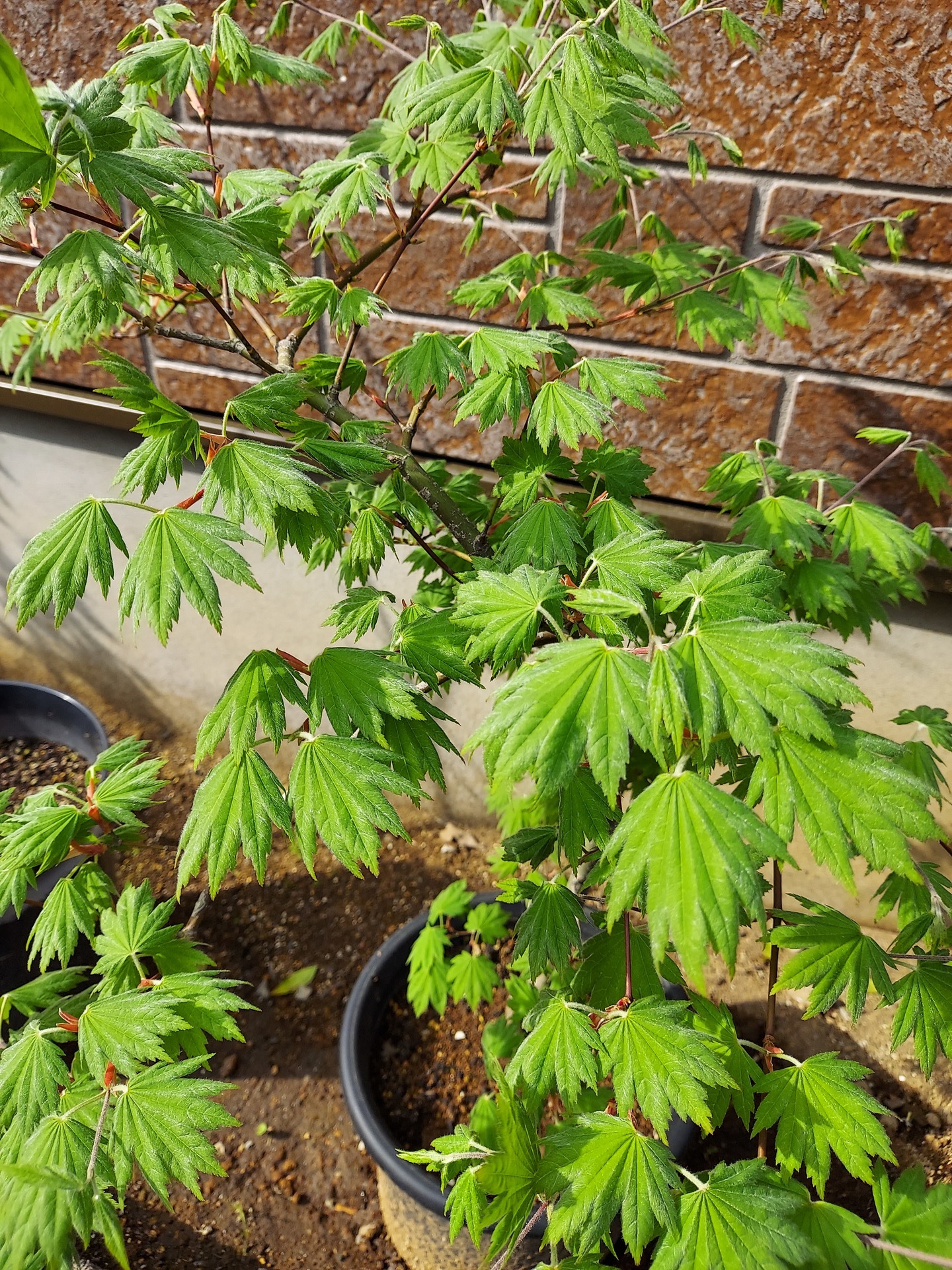 関の華厳: もみじの観察日記