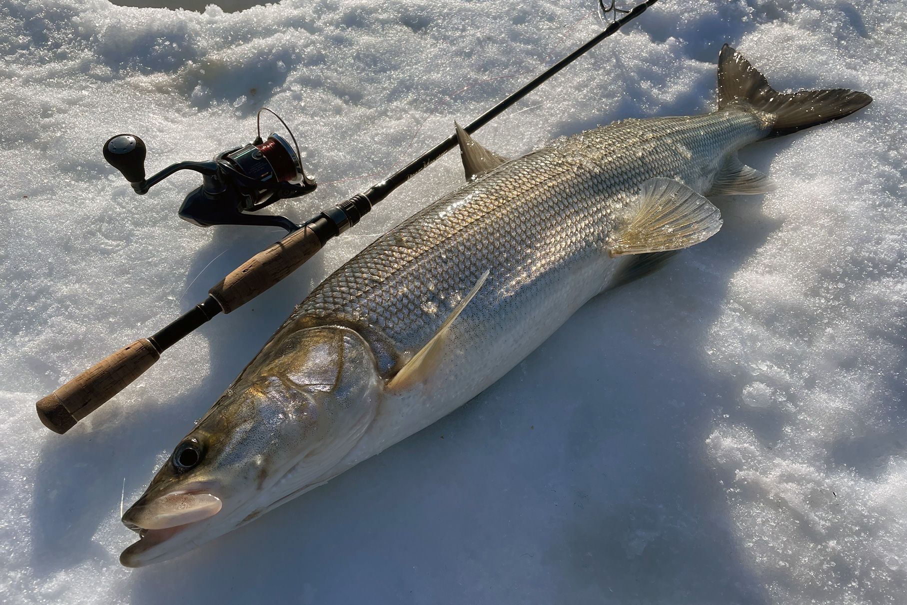 MX-balancer モンスターキス ディアモンスター MX-balancer モンスター