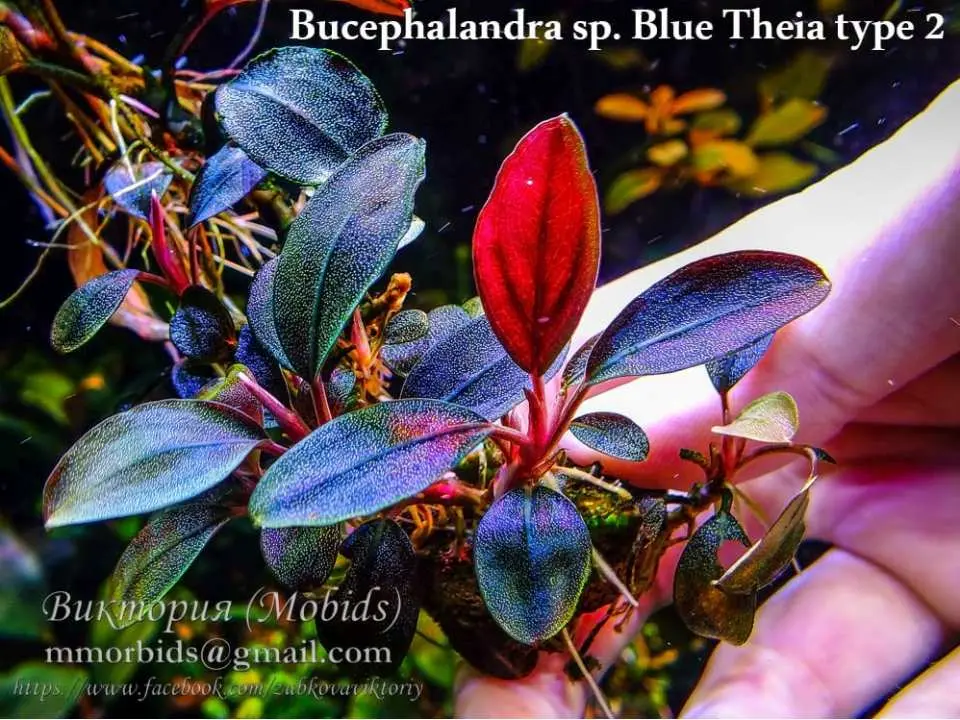 Bucephalandra sp. Blue Theia type 2 Order at ⁕ Mobids Plants ⁕