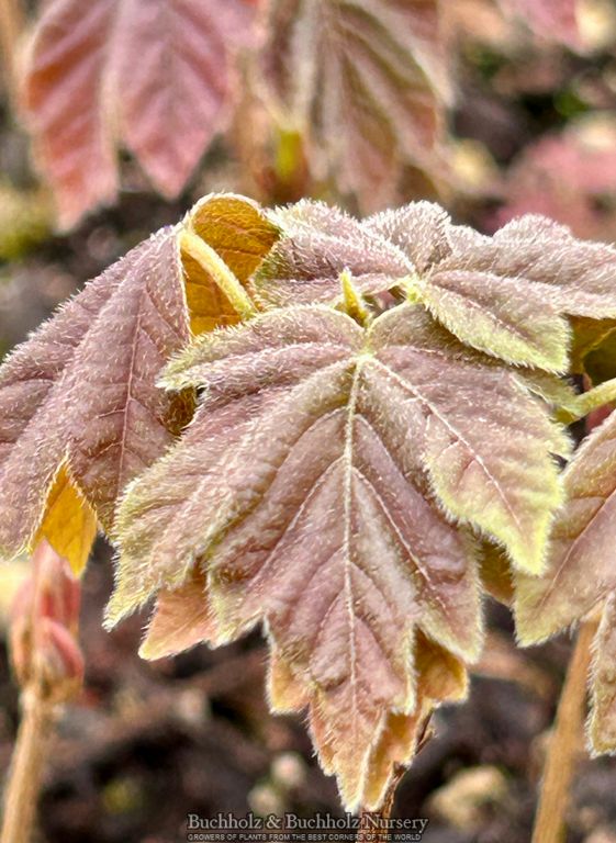 Buy Acer palmatum 'La Diabla' Japanese Maple — Mr Maple │ Buy