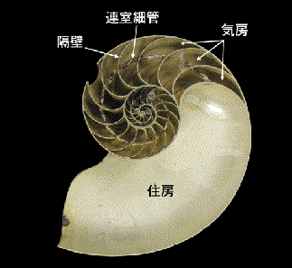 生きた化石 オウムガイ