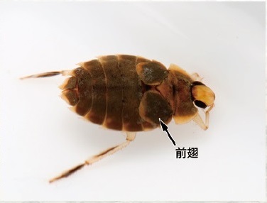 長翅型のナベブタムシ（113号館蔵品紹介） - 徳島県立博物館