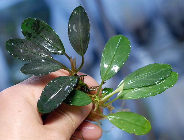 TB ブセ・パールグレイ入荷しました。 - What's New｜Aqua Studio NATURE