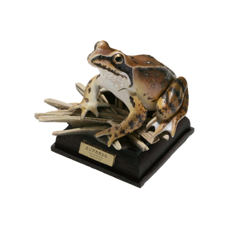 NTC 日本のカエル 特装版 – ネイチャーテクニカラー公式