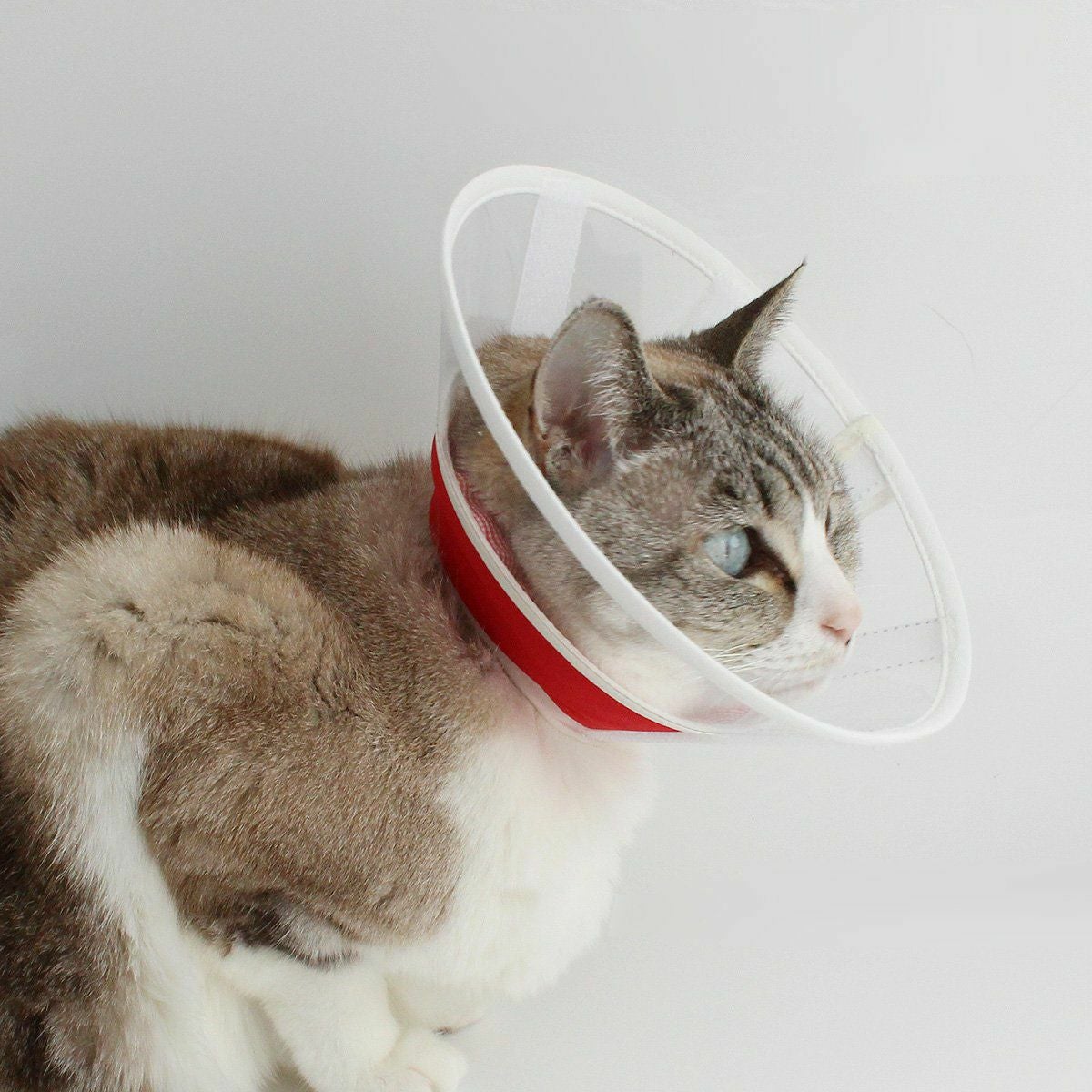 高さオーダー可。獣医推薦 エリザベスカラー・透明ハード