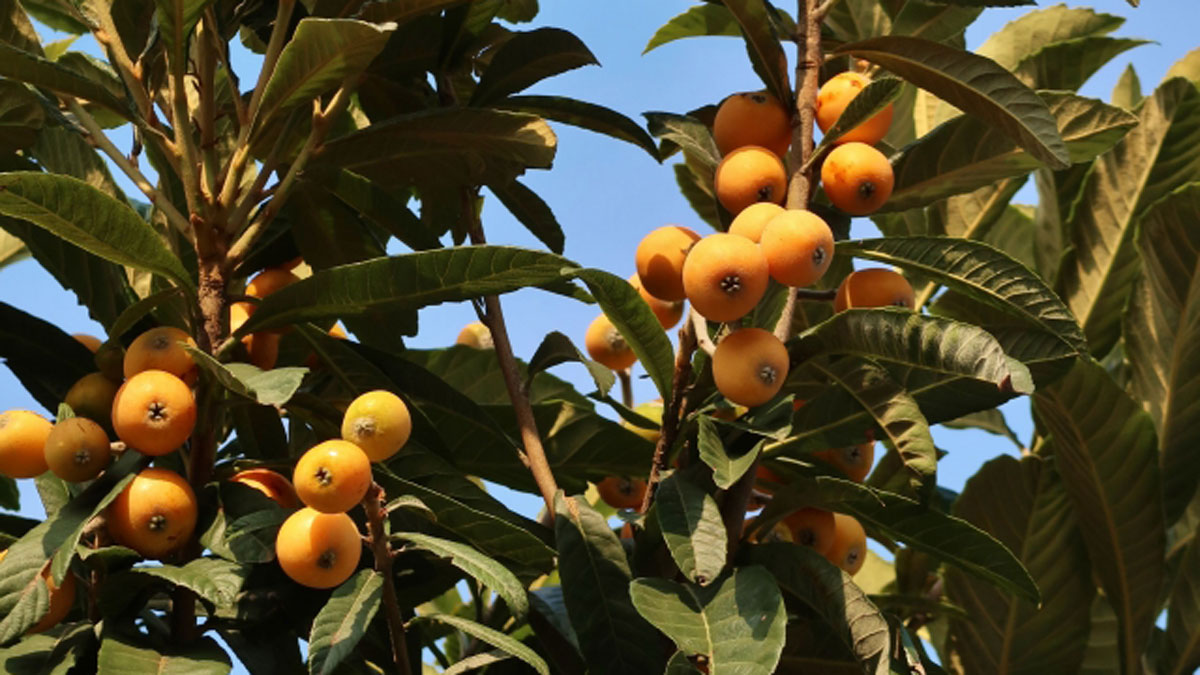 古くからの言い伝え「ビワの木は縁起が悪い」は本当？ – ニッポン放送