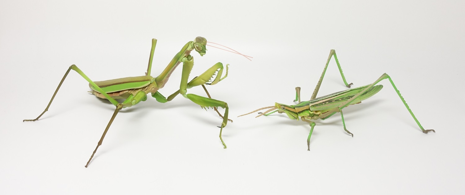 バンダイ いきもの大図鑑アドバンス オオカマキリとショウリョウバッタ