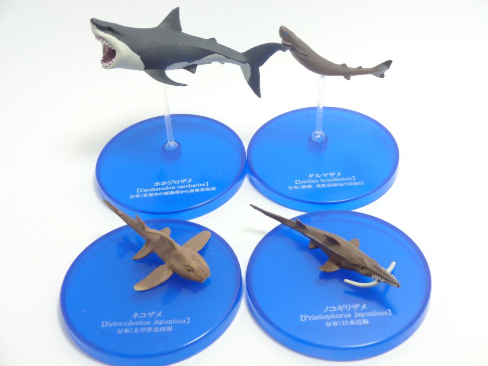 大海の捕食者サメ