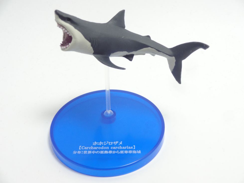 大海の捕食者サメ