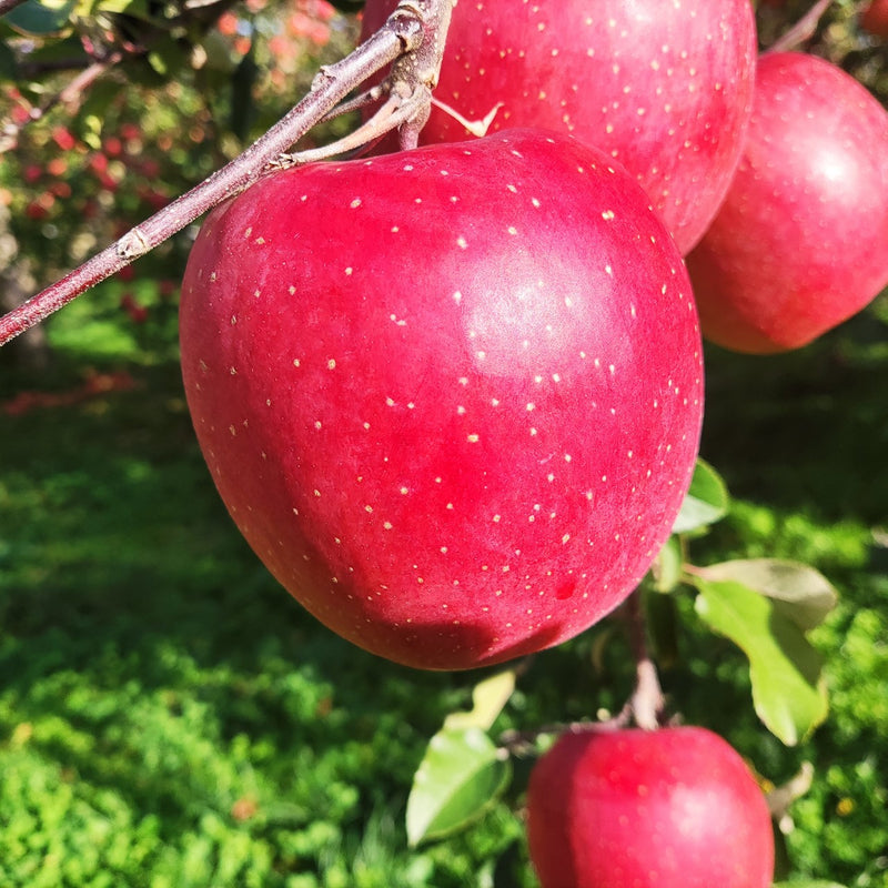 りんご 【 原農園 】 リンゴ サンふじ 10kg 30～36個 贈答用 長野県