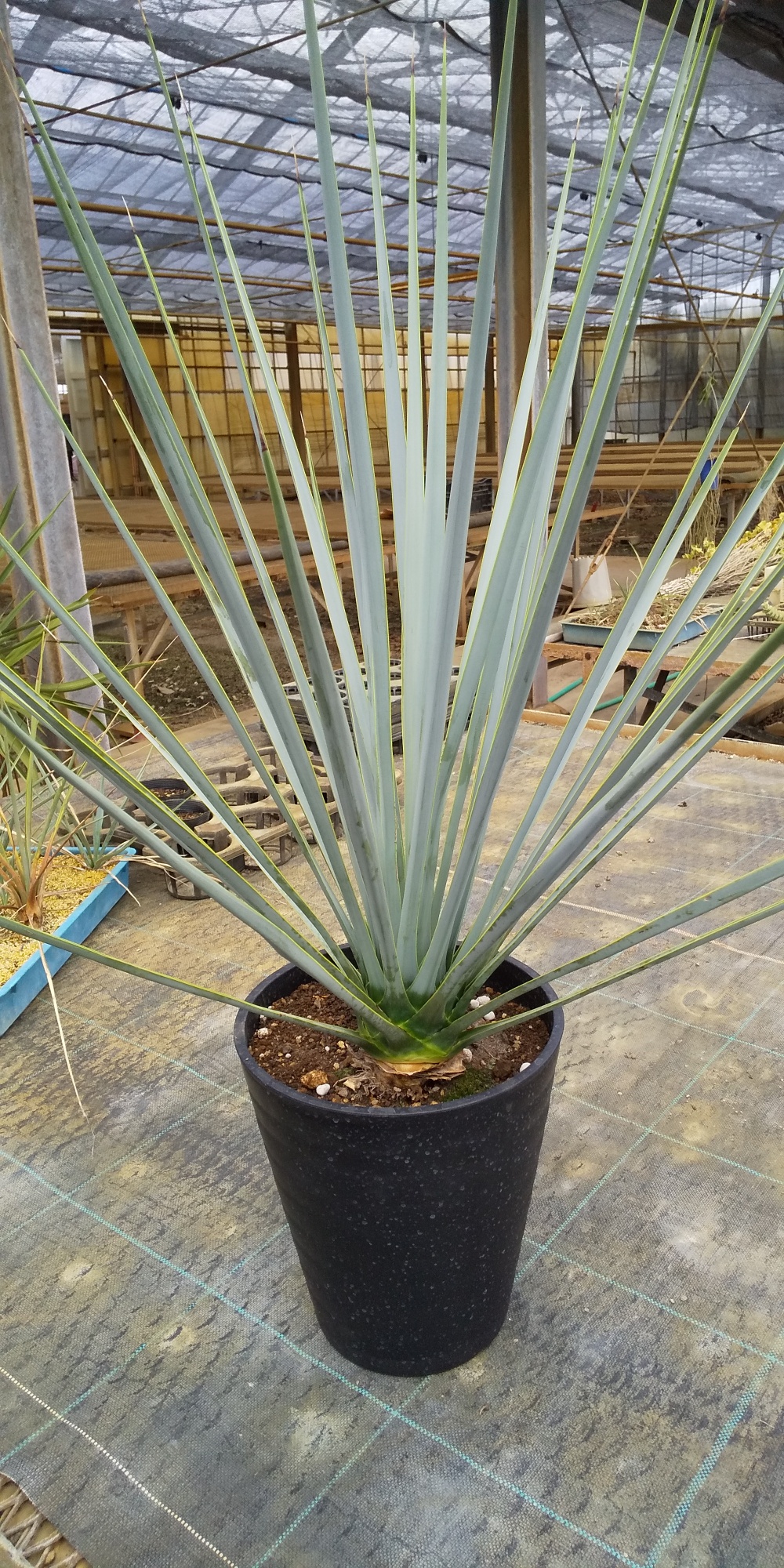 ユッカ、リギダ | No.086 万 花 園