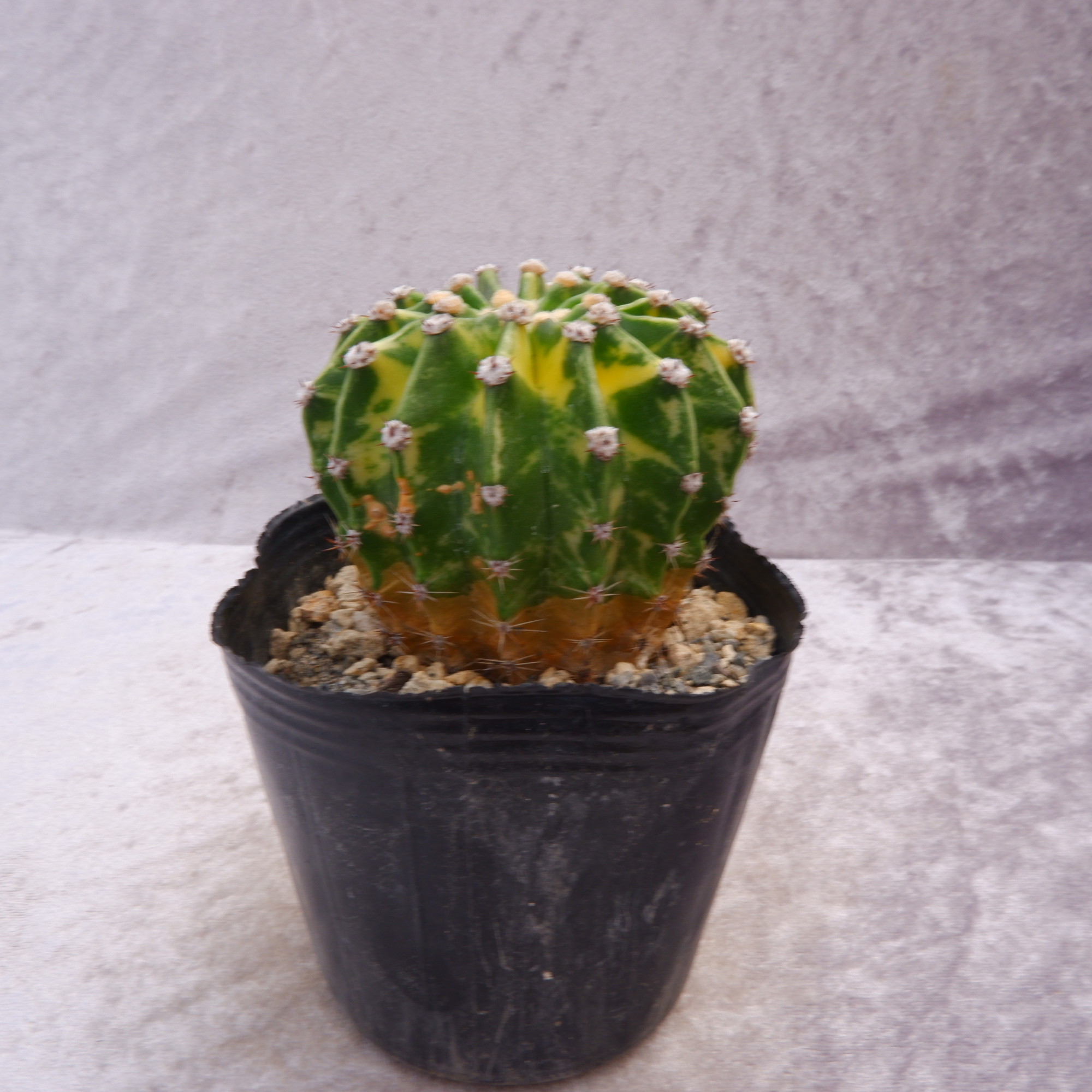 サボテン 青紫白世界3コン サボテン 青紫白世界3コン サボテン 青紫白