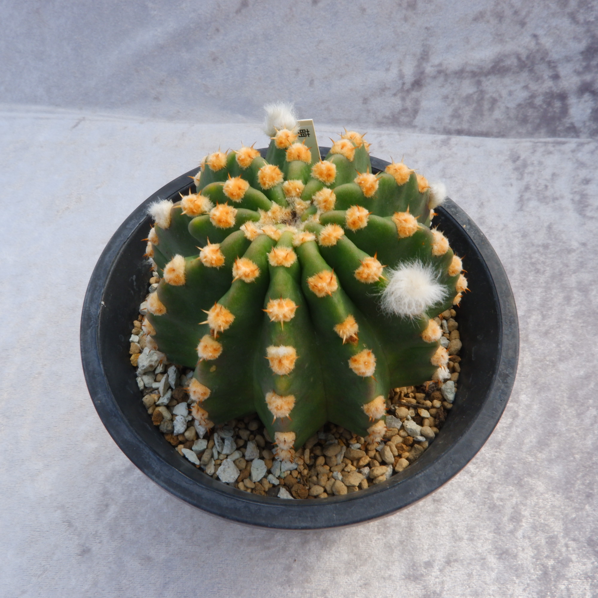 商品詳細 - 信州西沢サボテン園