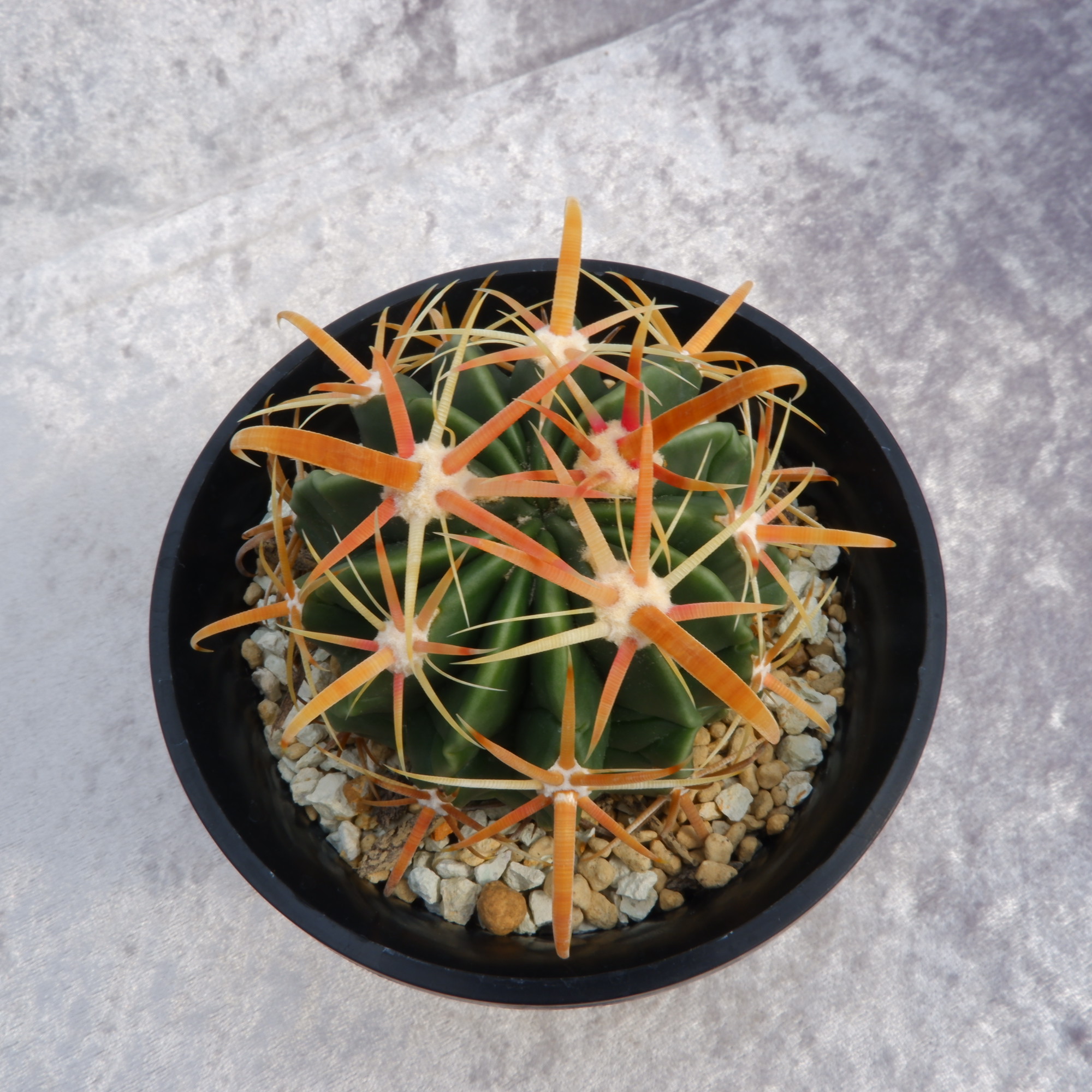 商品詳細 - 信州西沢サボテン園