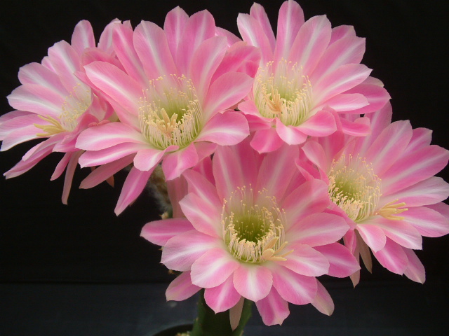 商品詳細 - 信州西沢サボテン園