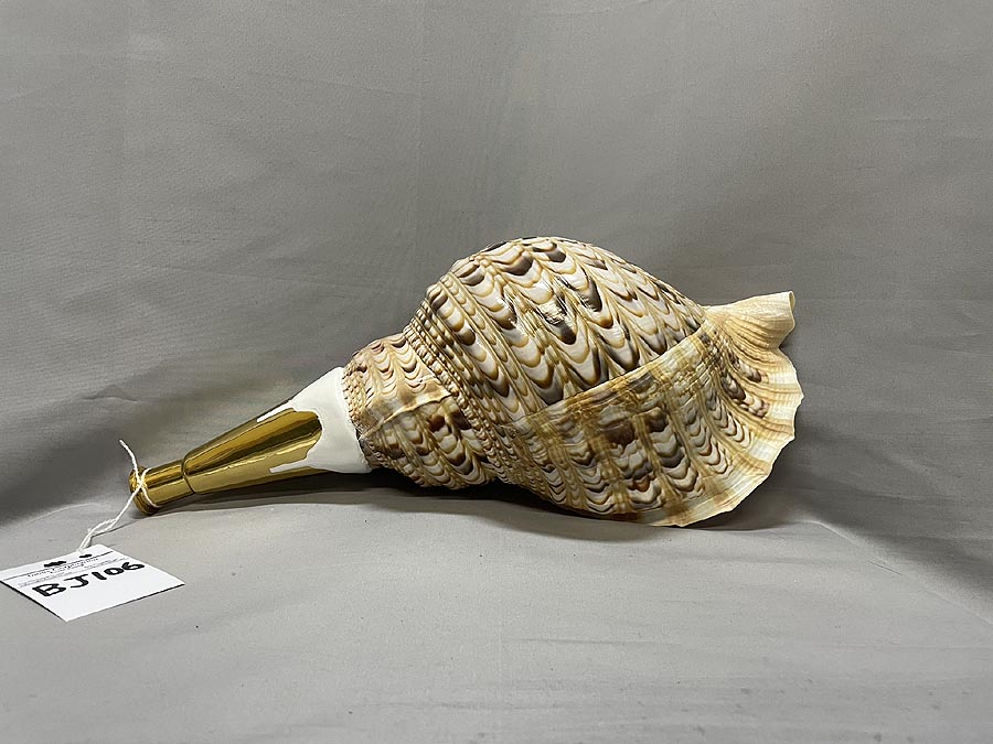 法螺貝② 法螺貝② ホラ貝 法螺貝 法螺貝② 法螺貝 35cm ZX 30 / ZX 35