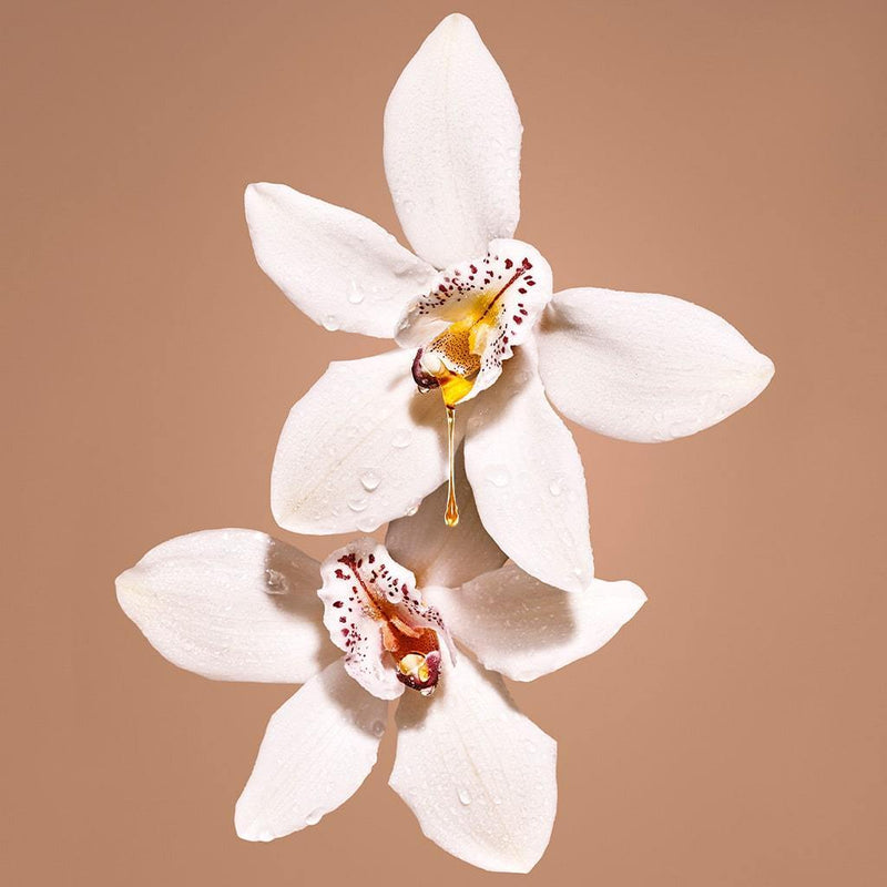 ダーティ バニラ｜汚れたバニラ – NOSE SHOP