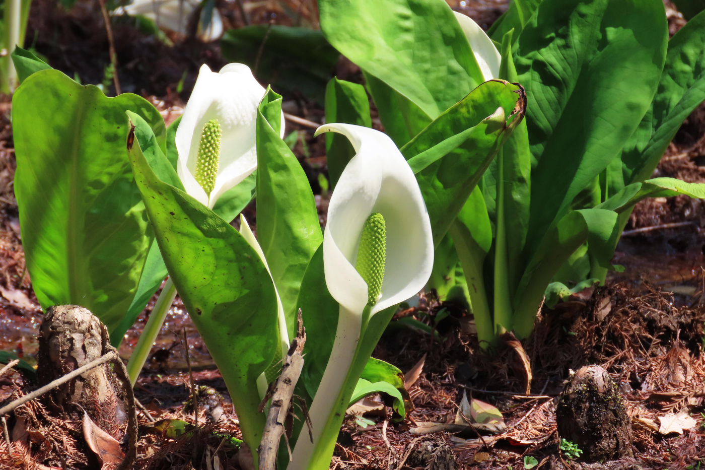 くろんどの森 園地スタッフブログ 大阪府民の森