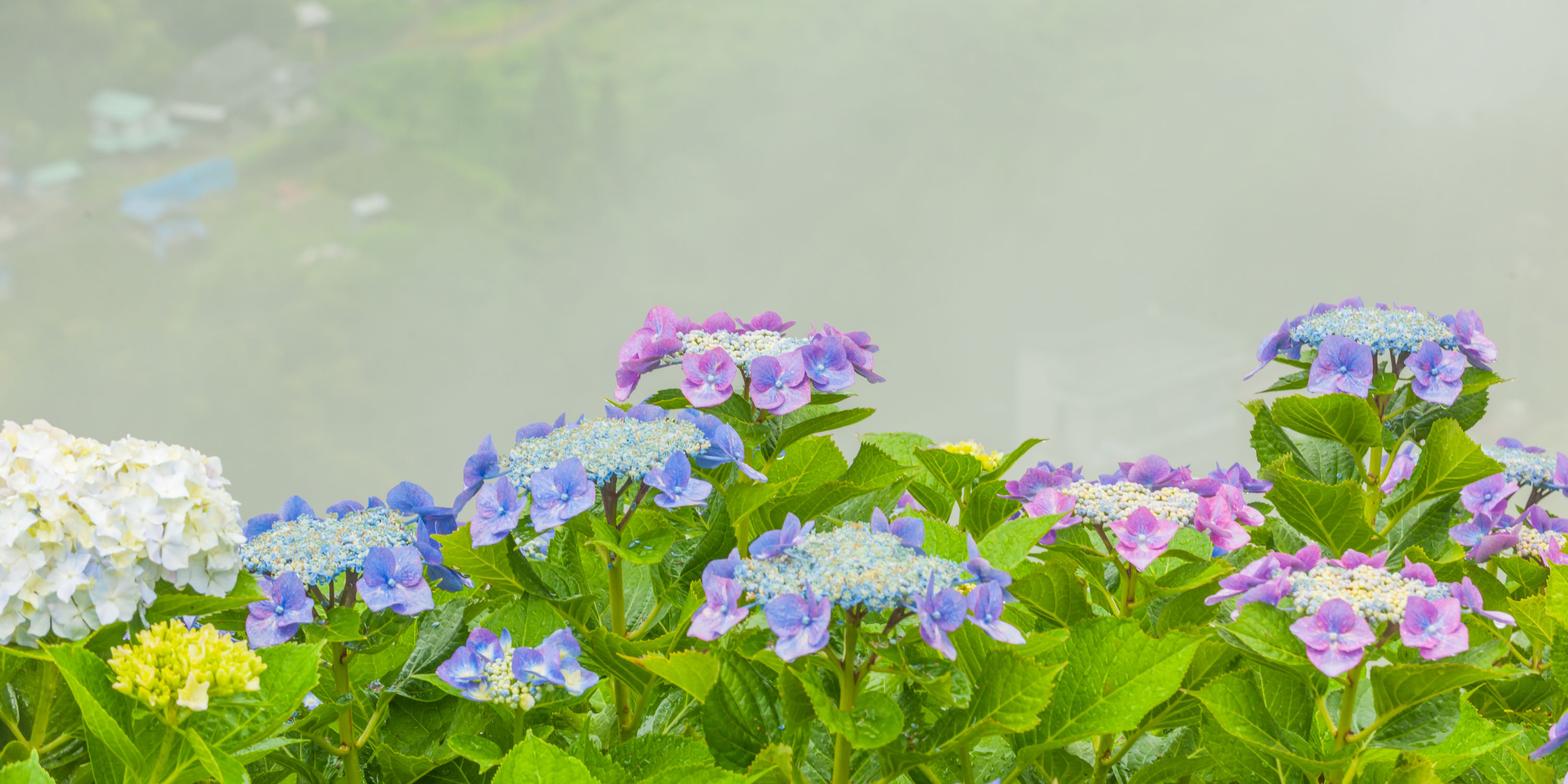 越知町観光協会 | 高知県 越知町 観光名所 日ノ浦あじさい街道