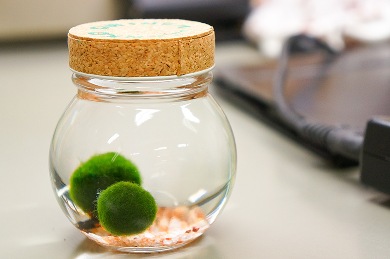 マリモの日とは阿寒湖のマリモが特別天然記念物に制定された日！豆知識