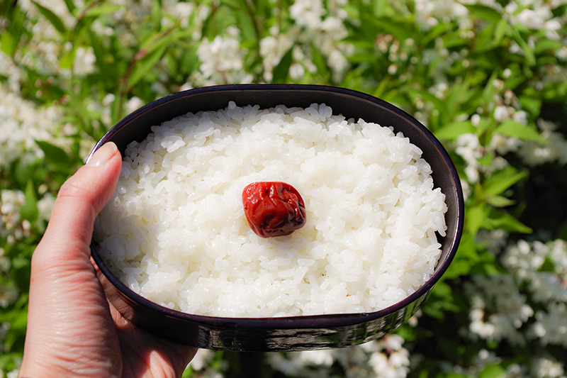 大井屋｢井川メンパ｣古くから愛されてきた道具を日常生活に | 大井川物産店