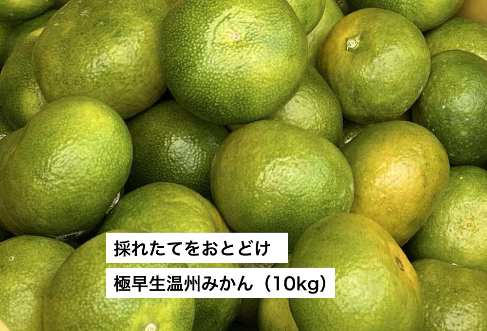 2026年09月発送】採れたてをおとどけ！極早生温州みかん（10kg