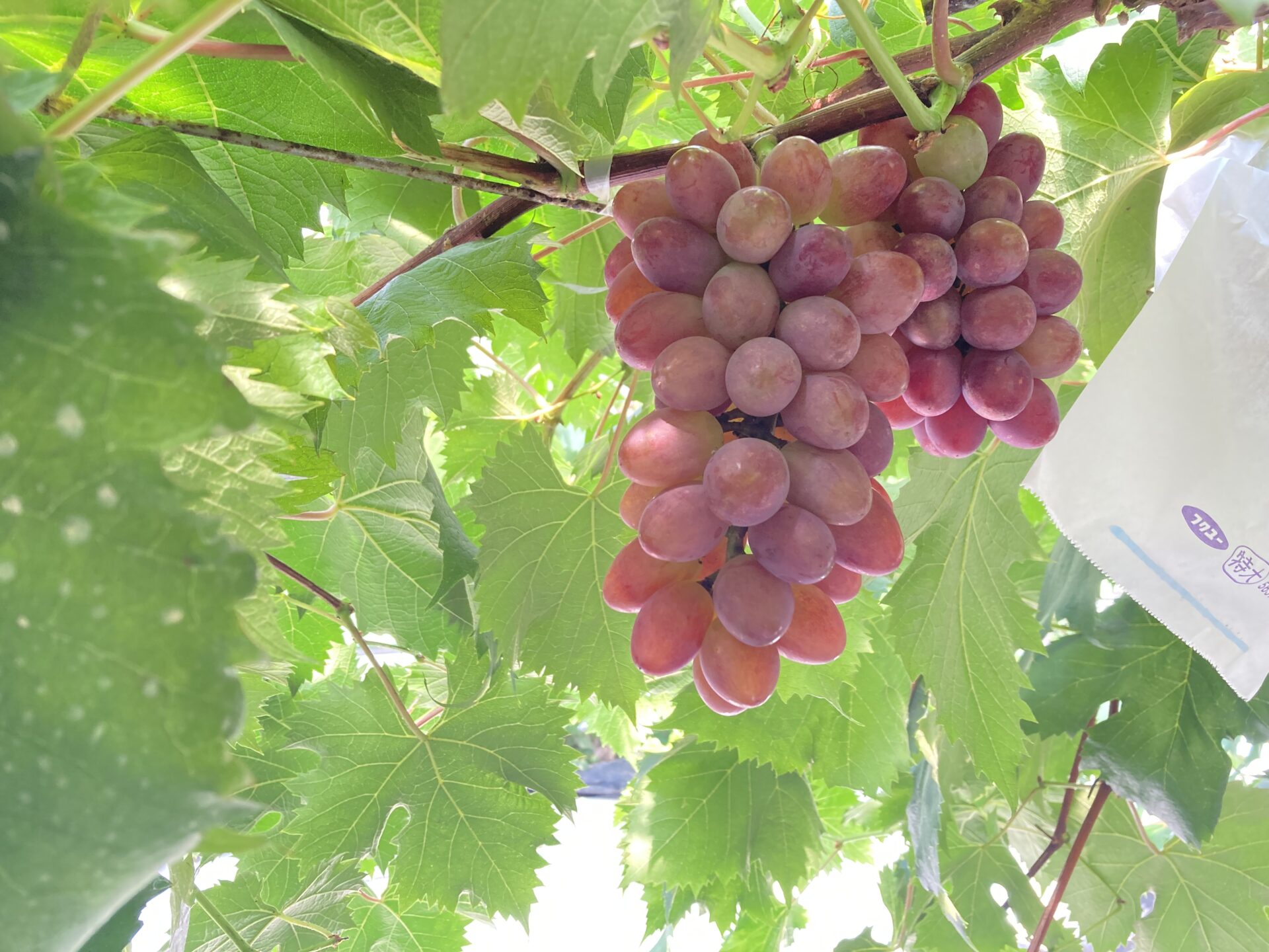 ぶどう | 大阪産(もん)データベース