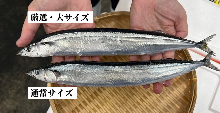 厳選大サイズ】気仙沼直送 生さんま 10尾』販売開始のご案内 うまい！三陸