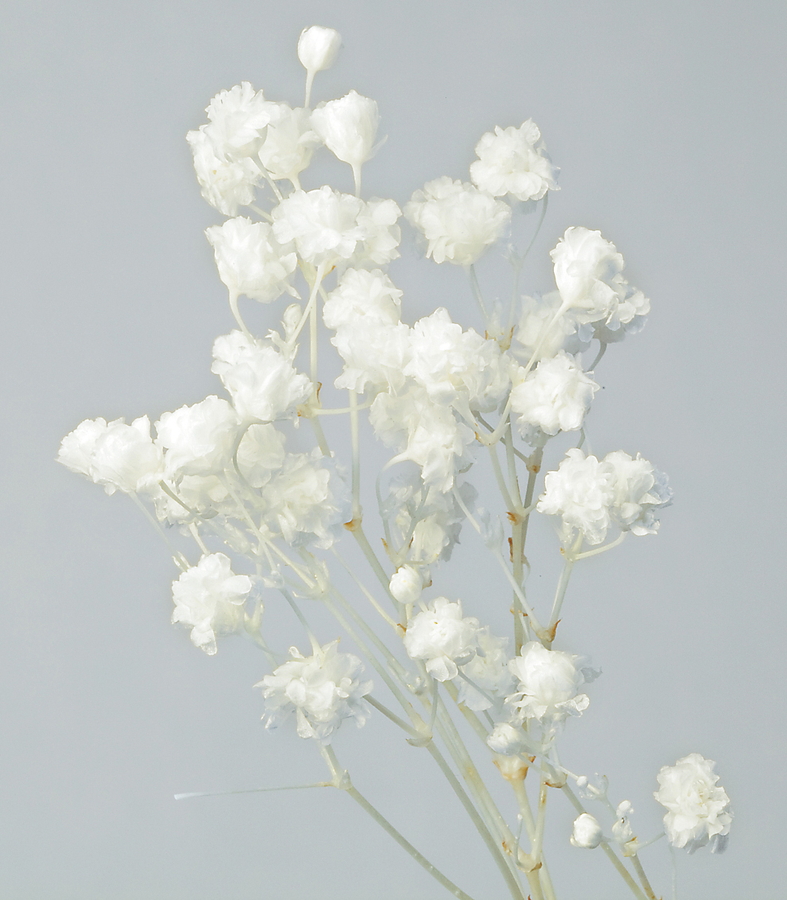 カスミ草・オーバータイム白: プリザーブドフラワー ｜ YDMオンライン