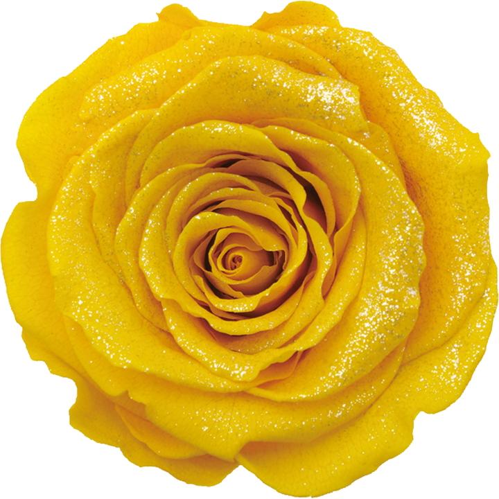 ピコレット イエローゴールド ダイヤモンド ローズ ﾀﾞｲﾔﾓﾝﾄﾞﾛｰｽﾞｼﾄﾗｽ