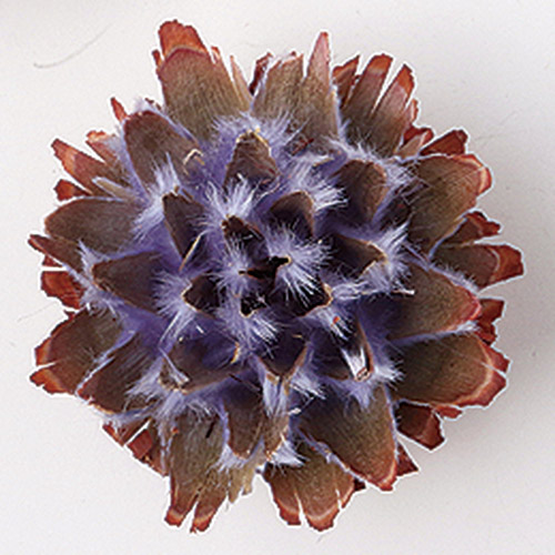 ｽﾀｰｺｰﾝﾍｯﾄﾞ ﾊﾟｰﾌﾟﾘｯｼｭﾌﾞﾙｰ: ドライフラワー ｜ YDMオンラインストア